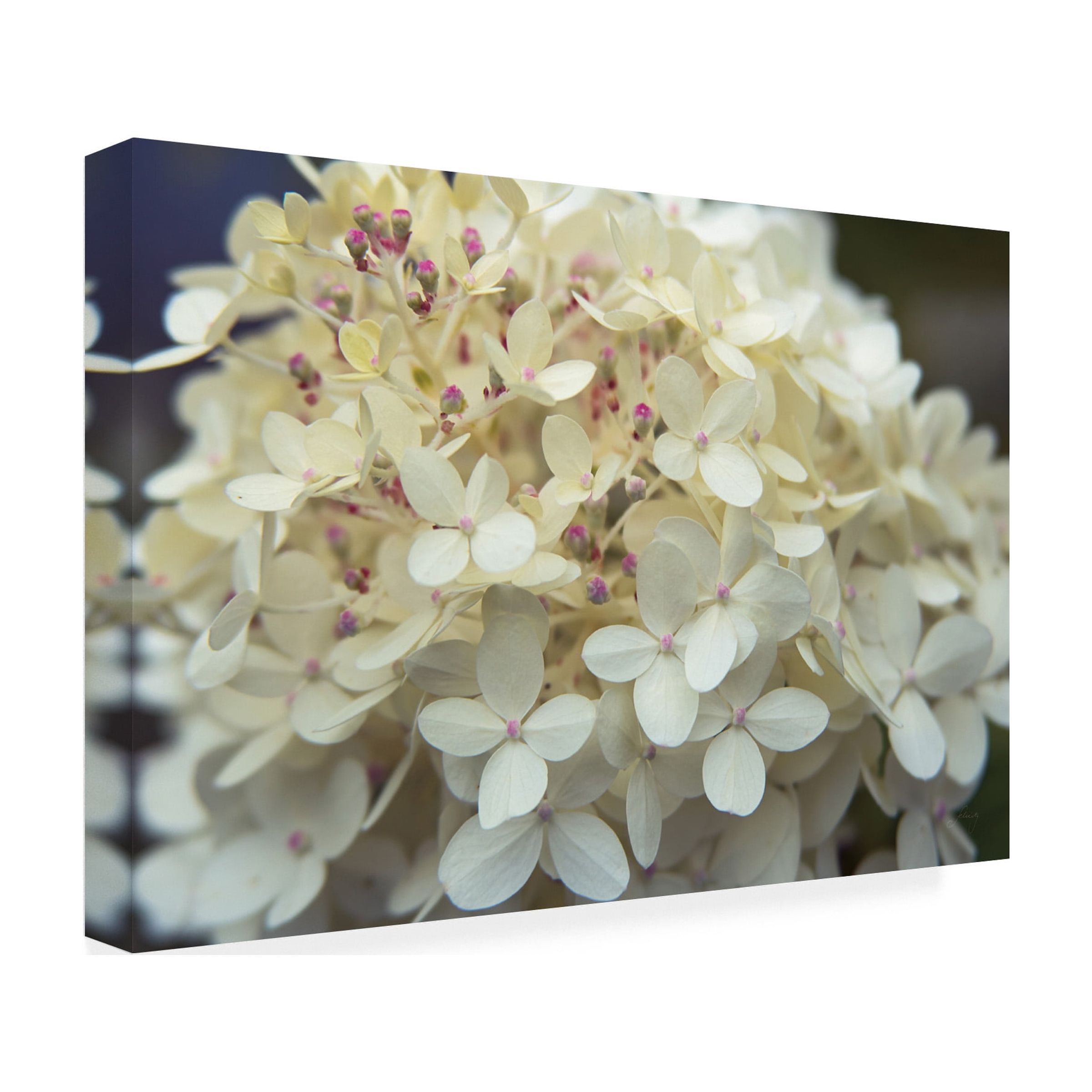 Trademark Fine Art 'Hydrangea Delight I' Canvas Art by Felicity Bradley