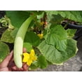 thumbnail image 3 of Armenian Pale Green Cucumber Seeds, 100 Heirloom Seeds Per Packet, Non GMO Seeds, Isla's Garden Seeds, 3 of 9