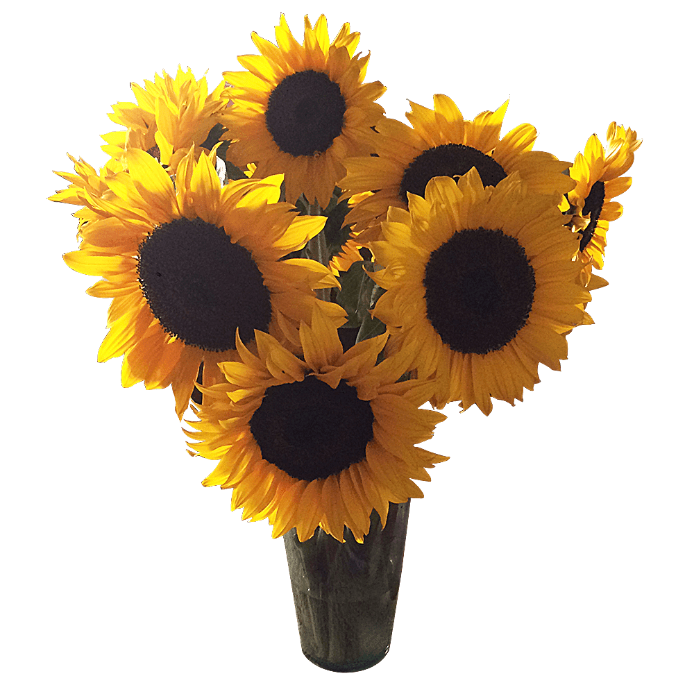 50 Stems Of Yellow Sunflowers With Brown Center Fresh Flower Delivery Walmart Com Walmart Com