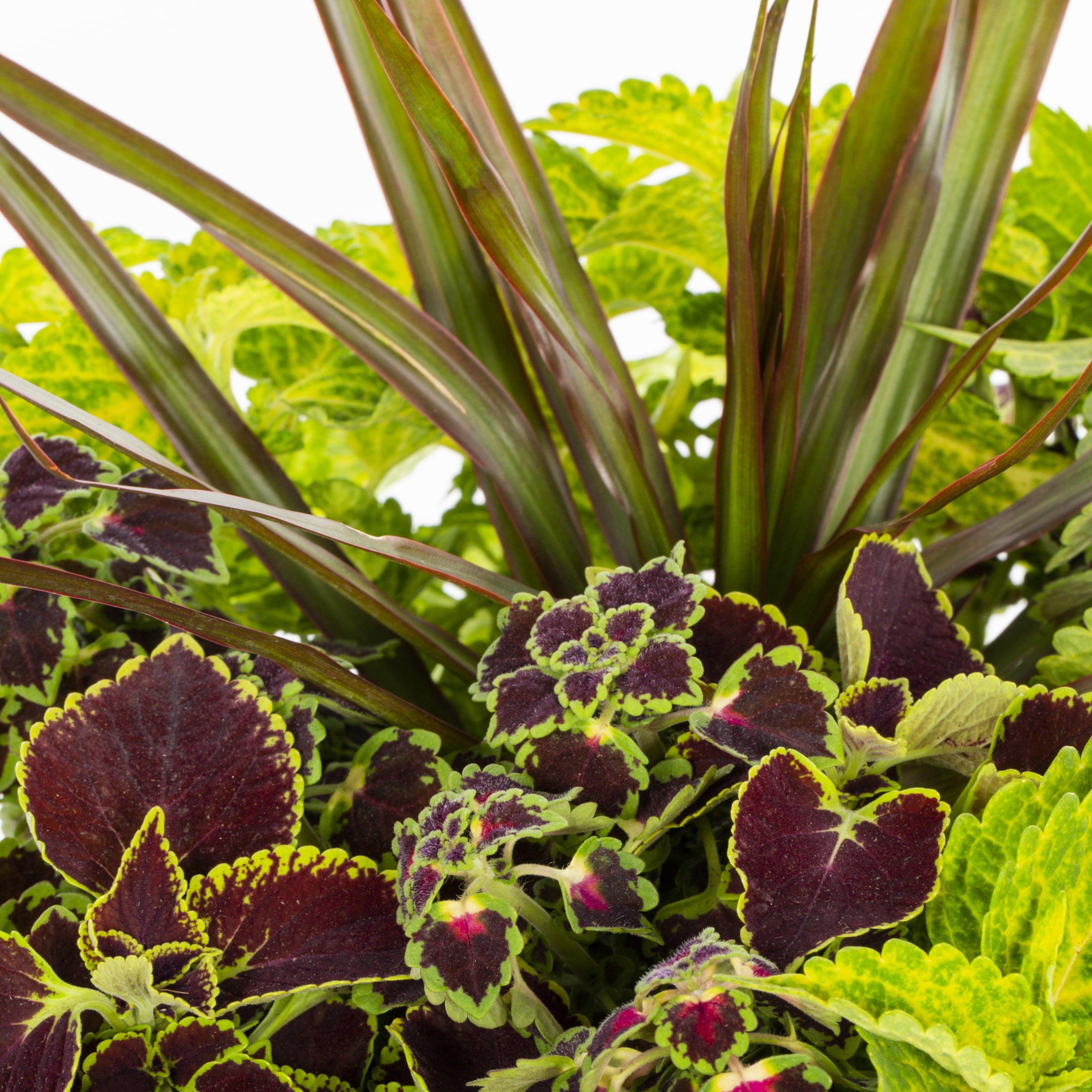 Better Homes & Gardens 1.5-Gallon Coleus Live Annual Plant with Vibrant Orange Red Yellow Foliage