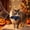 Holiday Squeaky Dog Products Under $5 a2, variant on Usloyux Holiday Pet Squeaky Chew Products, Spooky Pumpkin Ghost Interactive Dog Product, Festive Plush Chew Products for Dogs, Holiday Party Funny Present for Small Medium Dogs Indoor Outdoor Play