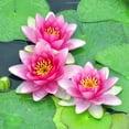 thumbnail image 2 of Pink Water Lilies Wall Mural by Wallmonkeys Peel and Stick Graphic (48 in H x 48 in W) WM338246, 2 of 4