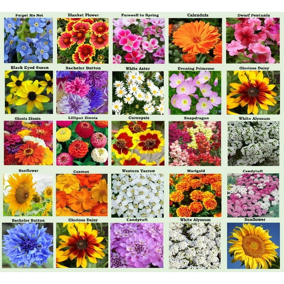 25 Heirloom Flower Seed Packets for MVR1 Planting: 20  Varieties Flower Seeds - Forget Me Not, Sunflower, Marigold, Zinnia Lilliput, Snapdragon, Hummingbird & Butterfly Wildflower Seeds and More