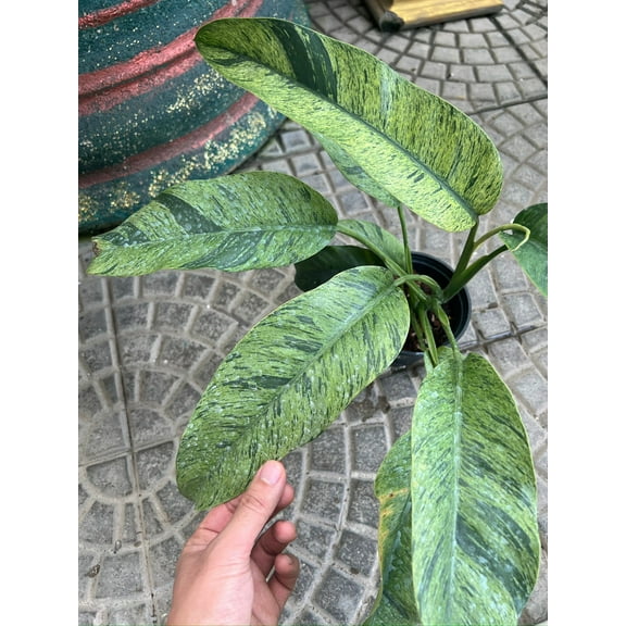 (UG-18)Root in moss 4  leaves- Cebu Blue Variegated Rare Plant- Get Similar to the picture