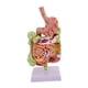 thumbnail image 3 of Modelo de anatomía del estómago humano con base para la enseñanza de exhibición de estudio en el aula, 3 of 9