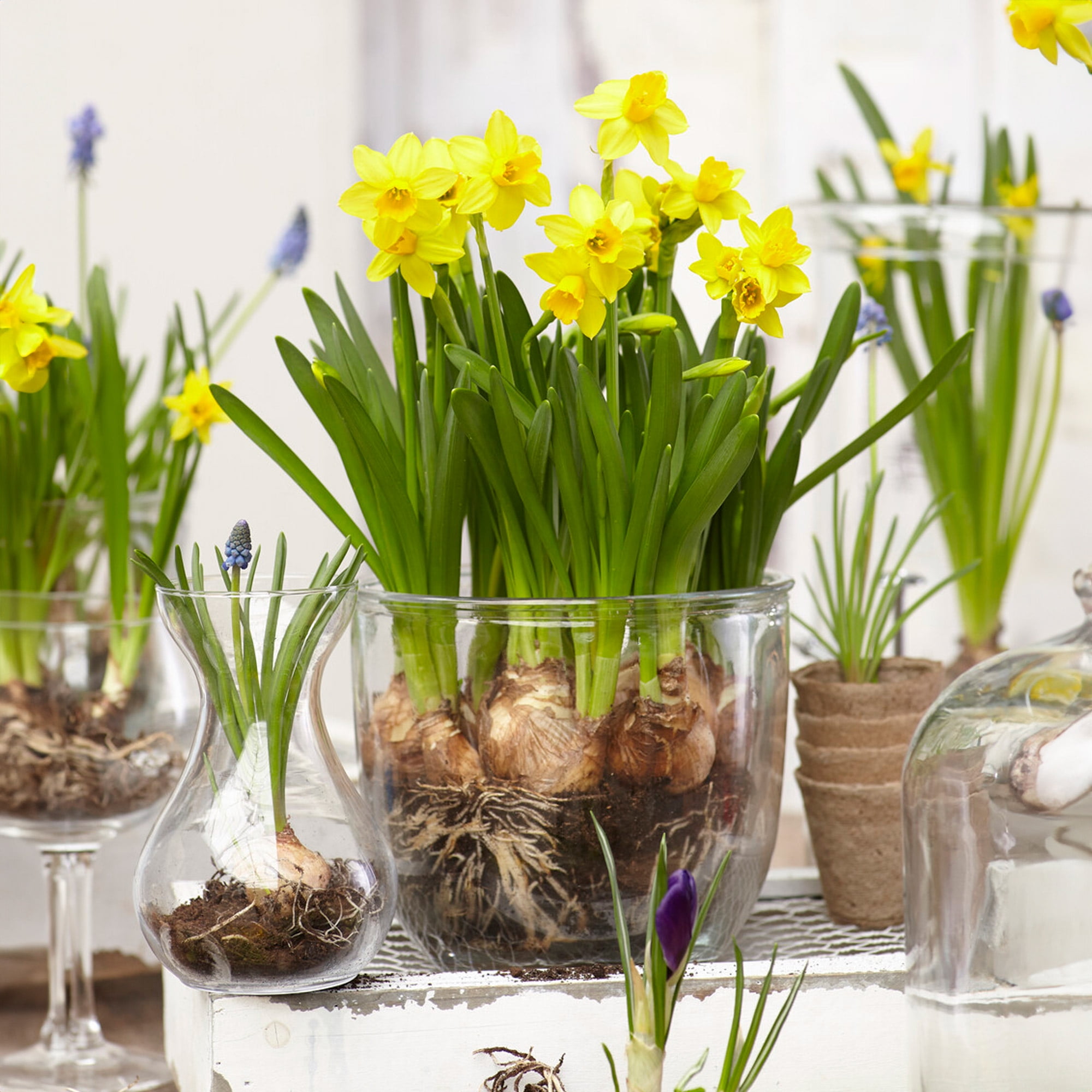 Garden State Bulb Narcissus Tete-a-Tete Daffodil Flower Bulbs, 12/14cm (Bag of 250)