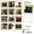 thumbnail image 2 of SCHNAUZER PUPPIES THE BEAUTY OF 2024 SQU, 2 of 8