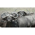 thumbnail image 2 of Bennion, Scott 18x12 Black Ornate Wood Framed with Double Matting Museum Art Print Titled - Cape Buffalos and Friend, 2 of 4