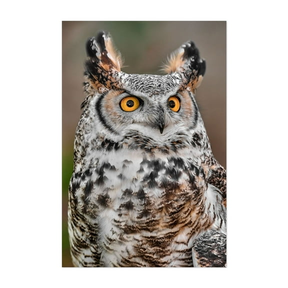 Great Horned Owl - Photography Wildlife Bird Nature Animal Woodland Scenic Unframed Wall Art Print 4 x 6 inches