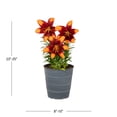 thumbnail image 3 of Better Homes & Gardens 2.5QT Orange Asiatic Lily Live Annual Plant Decorative Pot Sun, 3 of 6