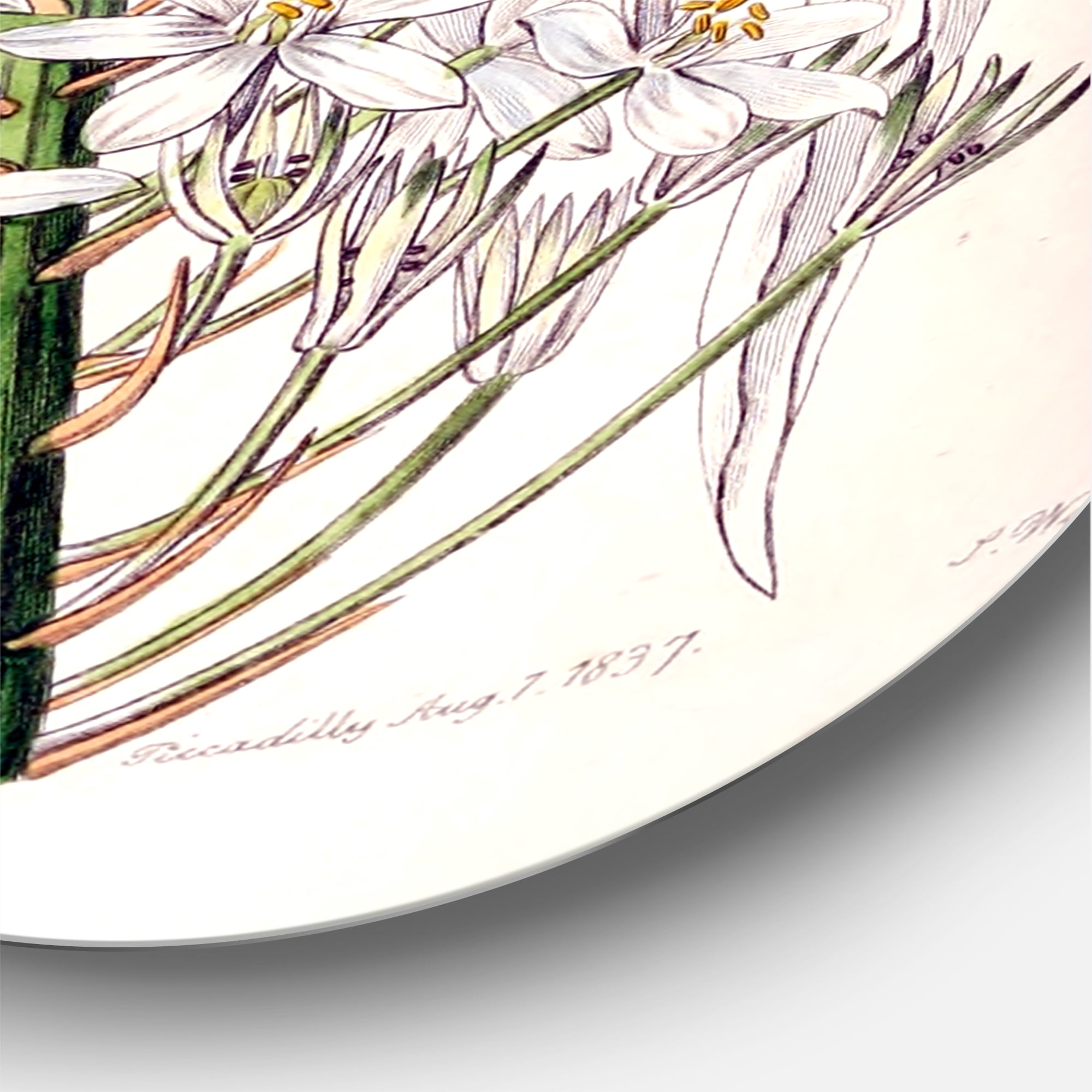 Designart 'White Vintage Orchid I' Traditional Circle Metal Wall Art 23x23 - Disc of 23