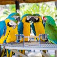 thumbnail image 3 of Miangastore Large Birds Parrot Playground Bird Set Toy Swing Safe Parrot Standing Rack Random Color, 3 of 9