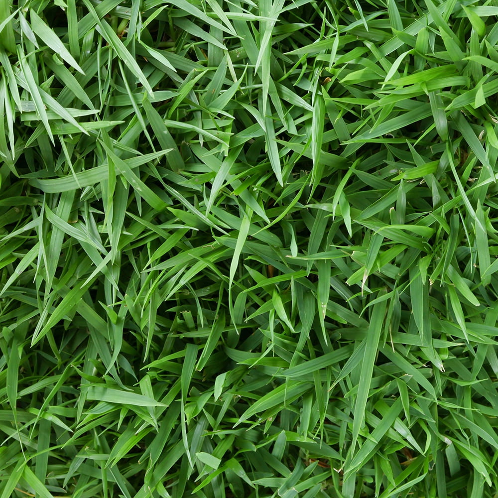 centipede-500-sq-ft-sod-pallet-walmart-walmart