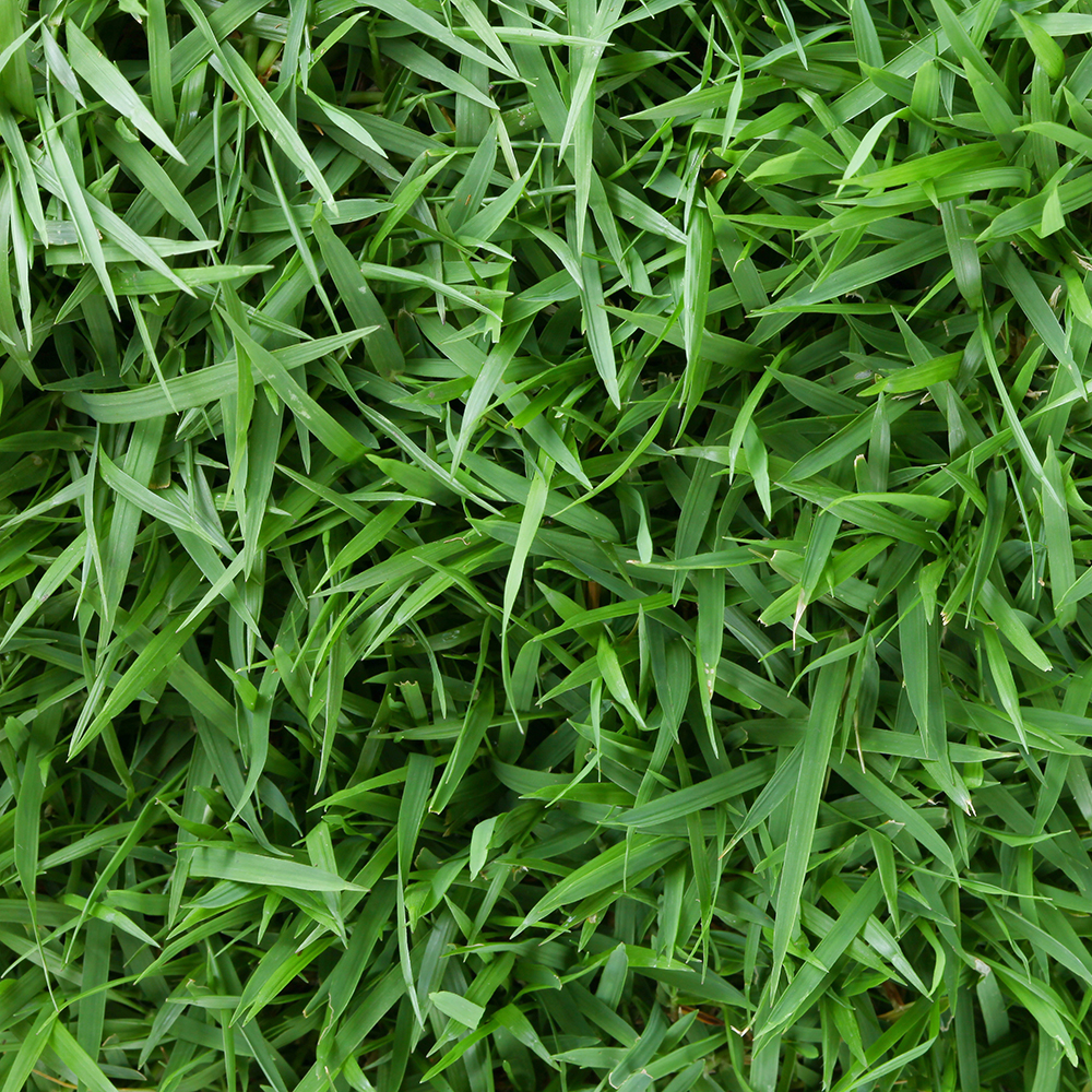 Centipede 500 Sq Ft Sod Pallet Walmart Walmart Centipede 500 Sq Ft Sod Pallet Walmart Walmart