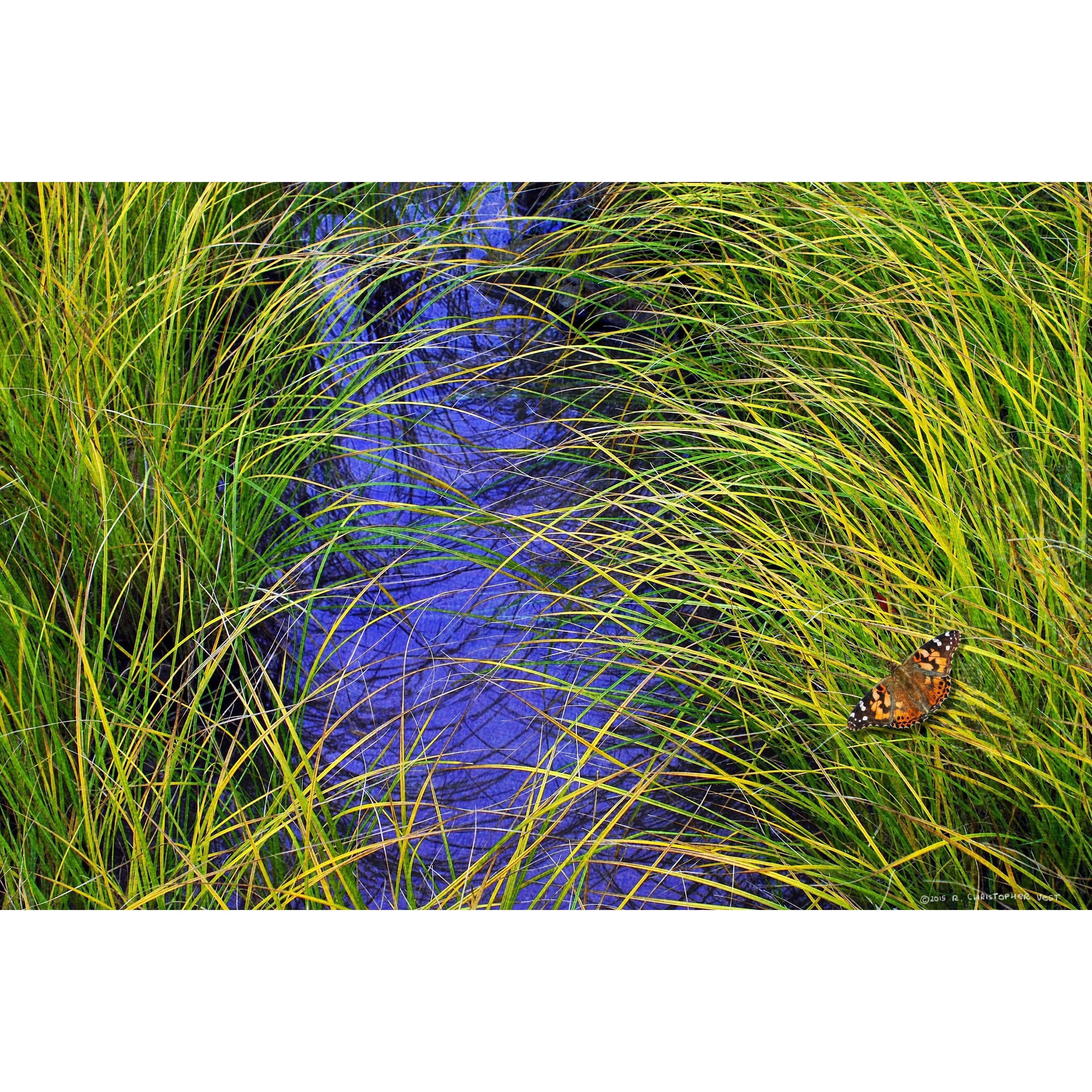 Marmont Hill - "Grass over the Brook" by Chris Vest Painting Print on Wrapped Canvas