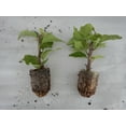 Well Rooted **VERA LYNN** Bougainvillea starter/plug plant*