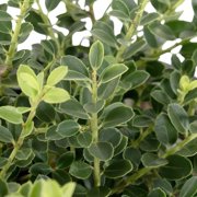 3 gal. Helleri Shrub