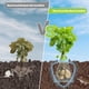 thumbnail image 4 of 8 Paquetes de Cestas Protectoras de Raíz de Acero Inoxidable de 1 Galón para Proteger la Raíz de la Planta de las Tuzas, los y los Topillos Que Dañan la Raíz, 4 of 8