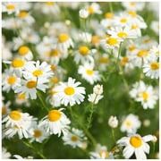Earthcare Seeds - Chamomile German 5000 Seeds (Matricaria Chamomilla) Heirloom - Open Pollinated