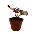 thumbnail image 3 of BubbleBlooms Harmony's Vertigo Begonia, Spiral-Leaf Begonia, Begonia Rex in 4 inch Pot, Variegated, Unique Homegrown Exclusive, 3 of 4
