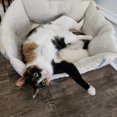 thumbnail image 6 of High Walled Cuddler Beds for Cats & Dogs - S - Boots & Barkley, 6 of 8