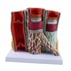 thumbnail image 4 of Modelo de vaso sanguíneo humano, modelo vascular, ayuda didáctica realista, estructura de arterial con base para laboratorio de formación,, 4 of 9