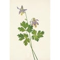 thumbnail image 3 of Mary Vaux Walcott 18x24 Black Modern Framed Museum Art Print Titled - Shortspur Columbine. Aquilegia Brevistyla (1925), 3 of 5