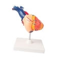 thumbnail image 4 of Modelo de corazón humano, modelo de corazón anatómicamente preciso, material didáctico, anatomía del esqueleto humano profesional para estudio en el, 4 of 9