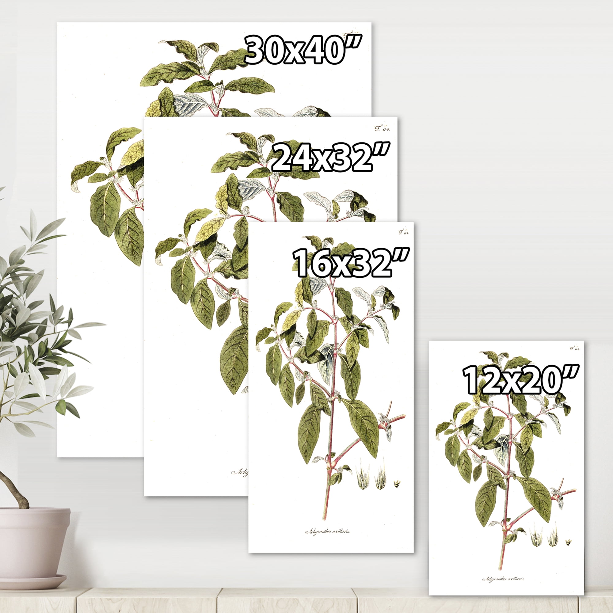 Designart ' Ancient American Flora IV ' Traditional Canvas Wall Art Print