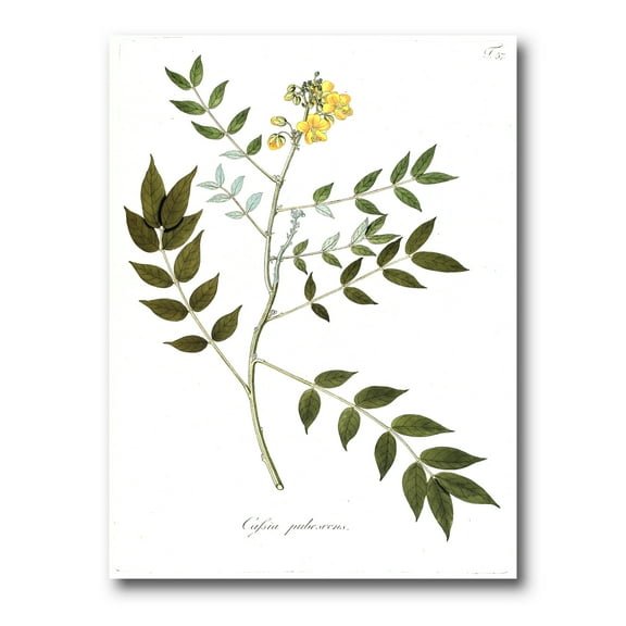 Ancient Botanicals XVIII 8 in x 12 in Painting Canvas Art Print, by Designart