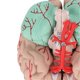 thumbnail image 3 of Human Brain Model Professionals Doctors Teaching Brain Anatomy Model for Hospital School Display, 3 of 5