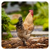 ICERUN Garden Statues,Yellow Rooster Sculpture Yard Decor,Acrylic Material Animal Outdoor Decorations for Yard,Style3