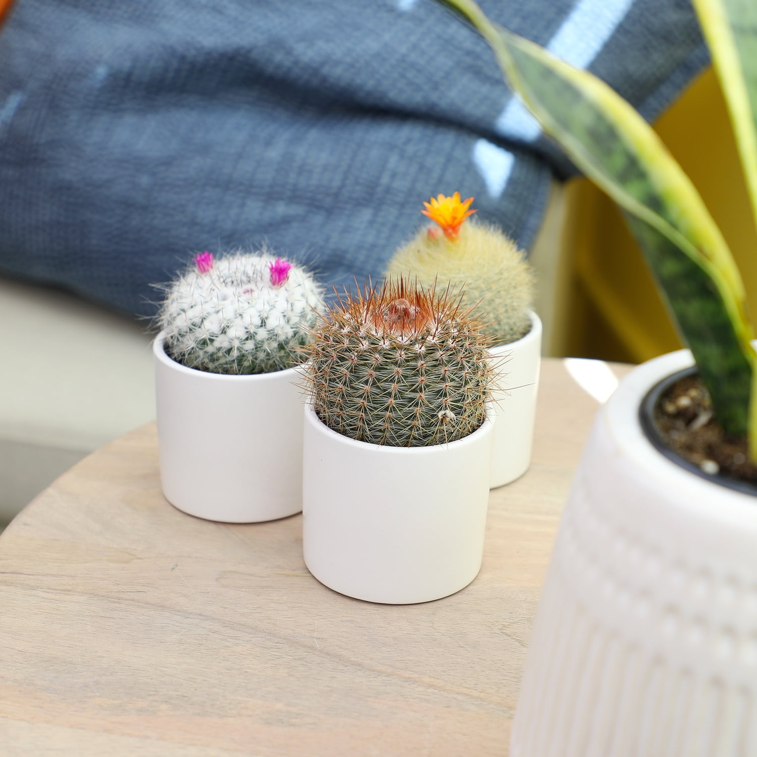 Altman Plants 2.5 Altman Plants 2.5