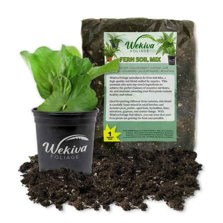 Staghorn Fern and Soil Mix Combo - Live Plant in a 4 Inch Pot with 1 Quart Fern Soil Mix -Platycerium Bifurcatum with Custom Soil Blend