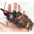 thumbnail image 4 of Canna,  Low Maintenance -Excellent Display, Easy Grow - Ideal for Beds Borders, Plant Pots & Planters., 4 of 5