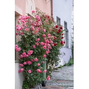 Seedville 5 Pink Climbing Rose Flower Seeds, Fragrant Butterfly Attracting Blooms