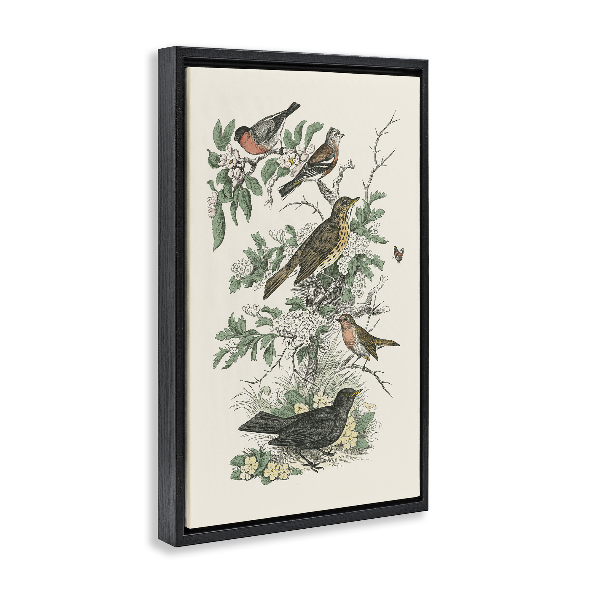 Stupell Industries Honeybloom Birds Perched Botanical & Floral Painting Black Floater Framed Canvas Art Print Wall Art, 17 x 25