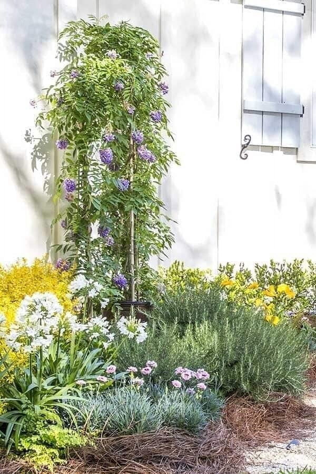 Amethyst Falls Wisteria Frutescens Vine  3 Live Plants  Beautiful Drought Tolerant Fragrant Purple Flowering Vine