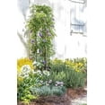 thumbnail image 6 of Amethyst Falls Wisteria Frutescens Vine  40 Live Plants  Beautiful Drought Tolerant Fragrant Purple Flowering Vine, 6 of 9