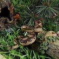 thumbnail image 2 of Figura de serpiente de goma de juguete realista para accesorios de broma de Halloween, adorno de cobra de cola de cascabel de pitón (1 unidad), 2 of 5