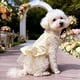 thumbnail image 5 of Vestido de novia para perros pequeños y medianos – Conjunto de fiesta • Visera ligera primavera-verano • Beige rojo negro • Ropa formal transpirable para mascotas • Fácil de poner y quitar • 25cm, 5 of 6