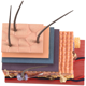 thumbnail image 1 of Modelo de Piel 4D óRganos de Cabello Modelo de Rompecabezas de Ensamblaje Modelo de EnseñAnza Maniquí Modelo AnatóMico de, 1 of 5