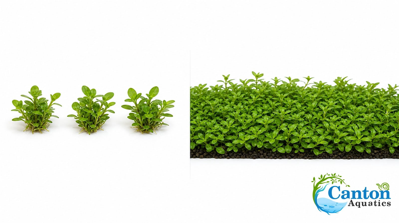 Canton Aquatics Staurogyne Repens Live Aquarium Plant 3 Portions Freshwater
