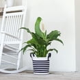 thumbnail image 5 of United Nursery Live Peace Lily Plant 20-24 inches Tall White Flower in 10 -inch Grower Pot, 5 of 8