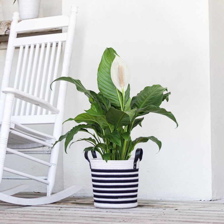 papyrus plant indoor Papyrus Plant - Live Plant in a 4 Inch Pot - Cyperus Papyrus main image 0