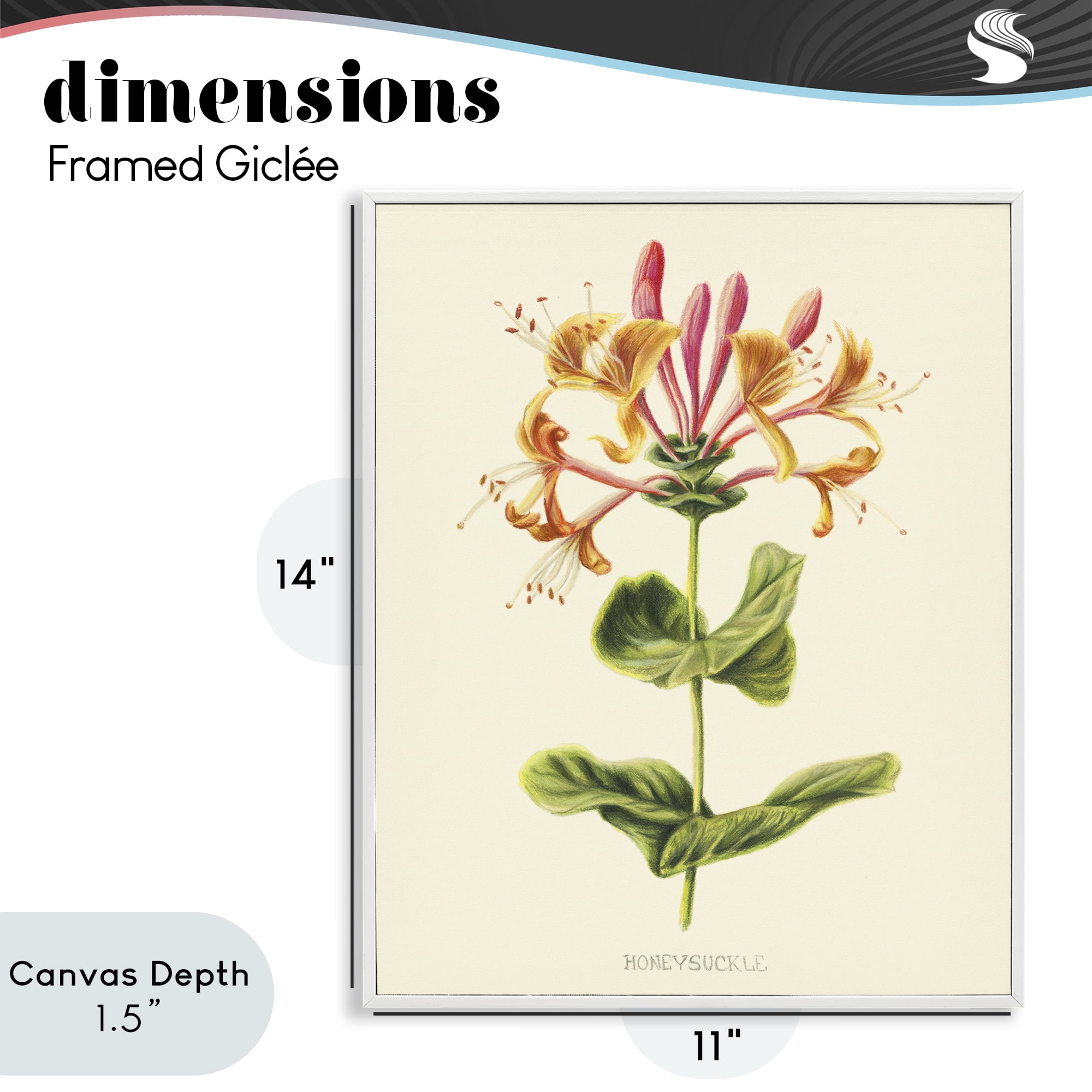 Stupell Industries Honeysuckle Vintage Illustration White Framed Giclee Art, design by Connie Resch
