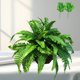 thumbnail image 4 of Simulate Green Plants Persian Fern Leaves Decorate Wedding Create Scenery And Home Decor, 4 of 6