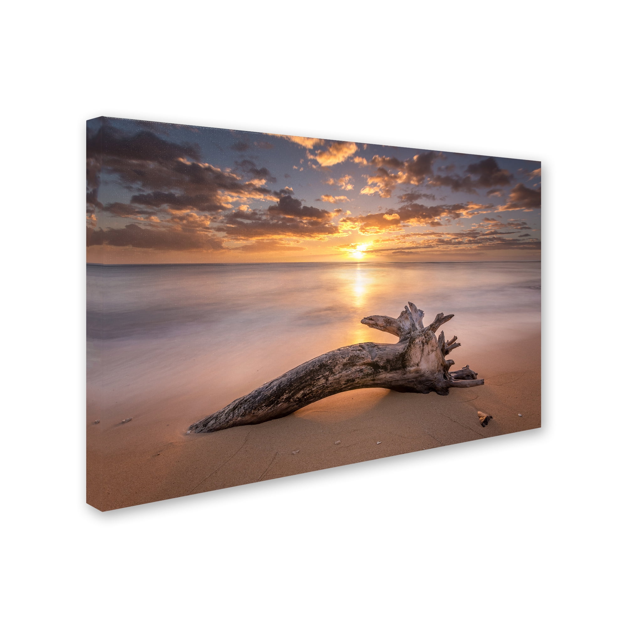 Trademark Fine Art 'Beach Tree Sunrise' Canvas Art by Pierre Leclerc