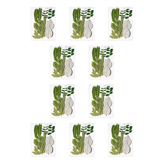 Toystoory Hoja seca natural DIY Arte hecho a mano Planta en relieve Hojas prensadas Decoración Hogar Decorativo para tarjetas de boda de hoja verde 6 10piezas