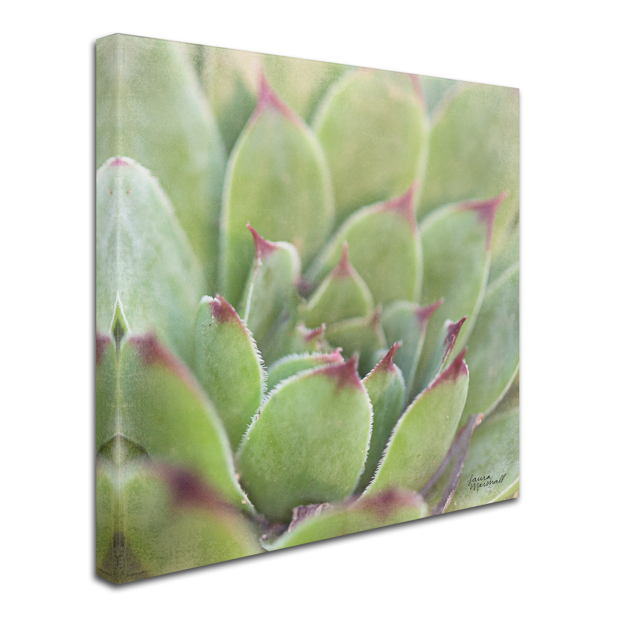 Trademark Fine Art 'Garden Succulents I Color' Canvas Art by Laura Marshall